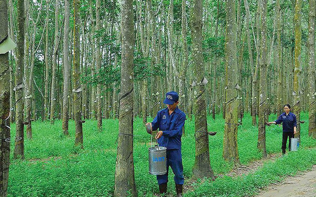 Cao su Tây Ninh (TRC) báo lãi quý 2 chỉ hơn 3 tỷ đồng, giảm gần 80% so với cùng kỳ 2020