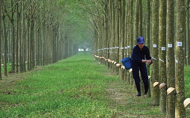 Bị thu hồi đất làm khu công nghiệp, Cao su Phước Hòa (PHR) có thể nhận về gần nghìn tỷ tiền đền bù