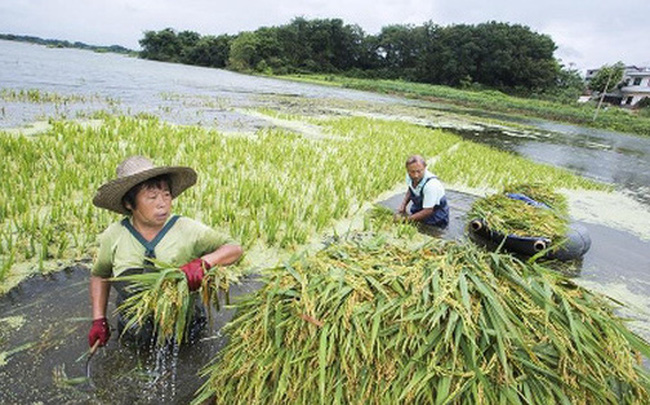 Covid-19, lũ lụt, chiến tranh thương mại: TQ đang đối mặt với nguy cơ an ninh lương thực như thế nào?