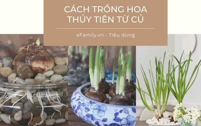 Cách trồng thủy tiên bằng củ không cần đất để trang trí nhà đón Tết, trồng ngay từ bây giờ để ra hoa đúng thời điểm